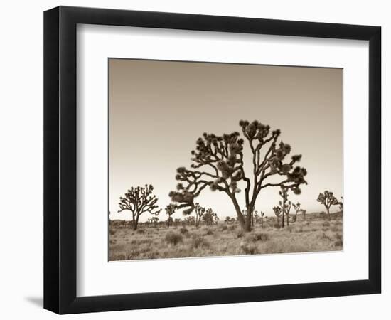 California, Joshua Tree National Park, Joshua Trees, USA-Michele Falzone-Framed Photographic Print