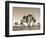 California, Joshua Tree National Park, Joshua Trees, USA-Michele Falzone-Framed Photographic Print