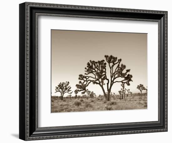 California, Joshua Tree National Park, Joshua Trees, USA-Michele Falzone-Framed Photographic Print