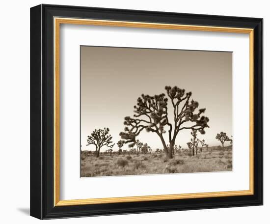 California, Joshua Tree National Park, Joshua Trees, USA-Michele Falzone-Framed Photographic Print