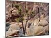 California, Joshua Tree National Park, Lone Joshua Tree Grows Among Monzonite Granite Boulders-John Barger-Mounted Photographic Print