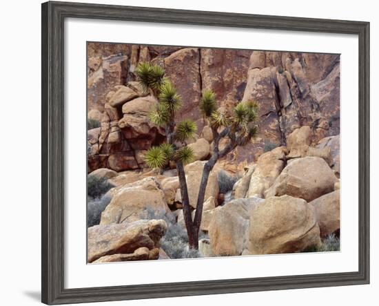 California, Joshua Tree National Park, Lone Joshua Tree Grows Among Monzonite Granite Boulders-John Barger-Framed Photographic Print