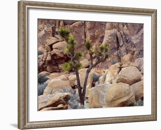 California, Joshua Tree National Park, Lone Joshua Tree Grows Among Monzonite Granite Boulders-John Barger-Framed Photographic Print