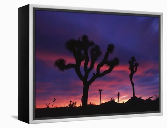 California, Joshua Tree National Park, Mojave Desert, Joshua Trees at Sunrise-Christopher Talbot Frank-Framed Premier Image Canvas