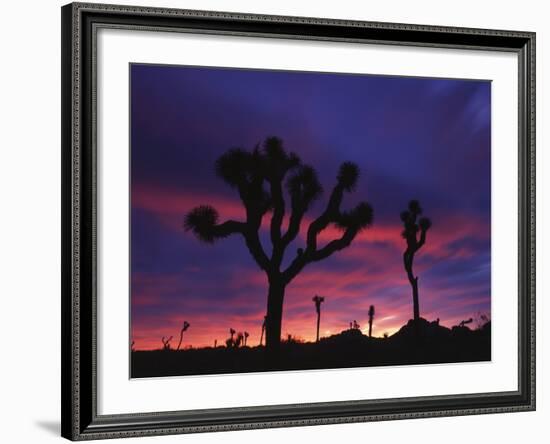 California, Joshua Tree National Park, Mojave Desert, Joshua Trees at Sunrise-Christopher Talbot Frank-Framed Photographic Print