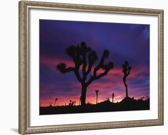 California, Joshua Tree National Park, Mojave Desert, Joshua Trees at Sunrise-Christopher Talbot Frank-Framed Photographic Print