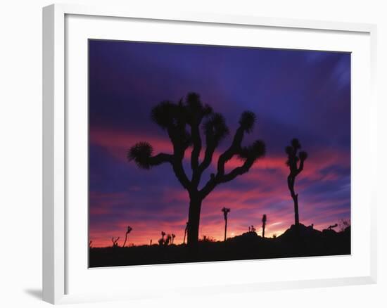 California, Joshua Tree National Park, Mojave Desert, Joshua Trees at Sunrise-Christopher Talbot Frank-Framed Photographic Print