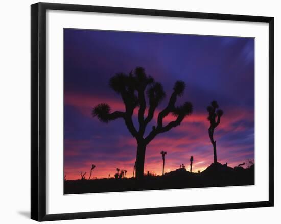 California, Joshua Tree National Park, Mojave Desert, Joshua Trees at Sunrise-Christopher Talbot Frank-Framed Photographic Print