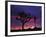 California, Joshua Tree National Park, Mojave Desert, Joshua Trees at Sunrise-Christopher Talbot Frank-Framed Photographic Print