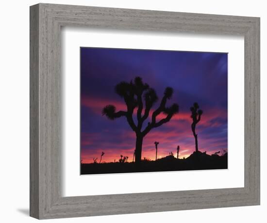 California, Joshua Tree National Park, Mojave Desert, Joshua Trees at Sunrise-Christopher Talbot Frank-Framed Photographic Print