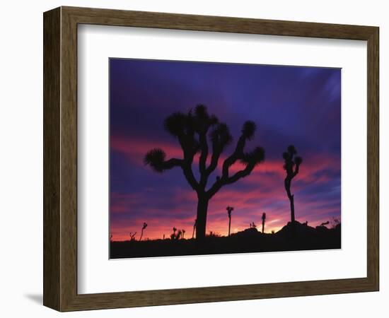 California, Joshua Tree National Park, Mojave Desert, Joshua Trees at Sunrise-Christopher Talbot Frank-Framed Photographic Print