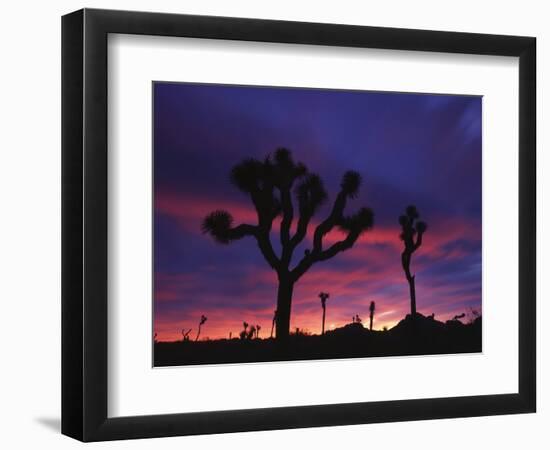 California, Joshua Tree National Park, Mojave Desert, Joshua Trees at Sunrise-Christopher Talbot Frank-Framed Photographic Print