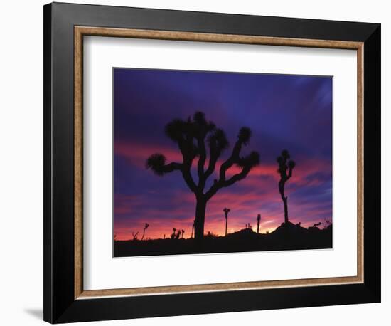 California, Joshua Tree National Park, Mojave Desert, Joshua Trees at Sunrise-Christopher Talbot Frank-Framed Photographic Print