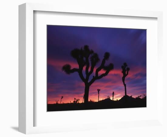 California, Joshua Tree National Park, Mojave Desert, Joshua Trees at Sunrise-Christopher Talbot Frank-Framed Photographic Print