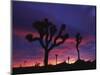 California, Joshua Tree National Park, Mojave Desert, Joshua Trees at Sunrise-Christopher Talbot Frank-Mounted Photographic Print