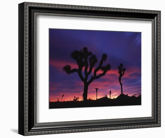 California, Joshua Tree National Park, Mojave Desert, Joshua Trees at Sunrise-Christopher Talbot Frank-Framed Photographic Print