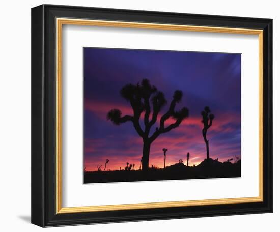 California, Joshua Tree National Park, Mojave Desert, Joshua Trees at Sunrise-Christopher Talbot Frank-Framed Photographic Print