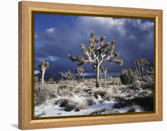 California, Joshua Tree National Park, Mojave Desert, Snow Covered Joshua Tree-Christopher Talbot Frank-Framed Premier Image Canvas