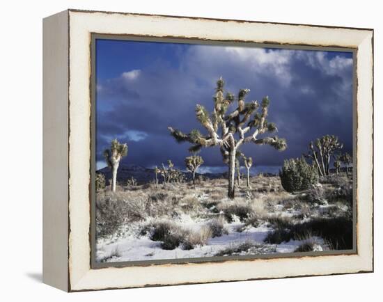 California, Joshua Tree National Park, Mojave Desert, Snow Covered Joshua Tree-Christopher Talbot Frank-Framed Premier Image Canvas