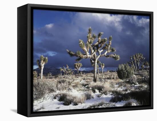 California, Joshua Tree National Park, Mojave Desert, Snow Covered Joshua Tree-Christopher Talbot Frank-Framed Premier Image Canvas