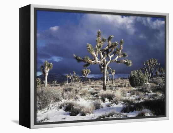 California, Joshua Tree National Park, Mojave Desert, Snow Covered Joshua Tree-Christopher Talbot Frank-Framed Premier Image Canvas