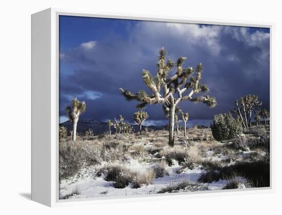 California, Joshua Tree National Park, Mojave Desert, Snow Covered Joshua Tree-Christopher Talbot Frank-Framed Premier Image Canvas