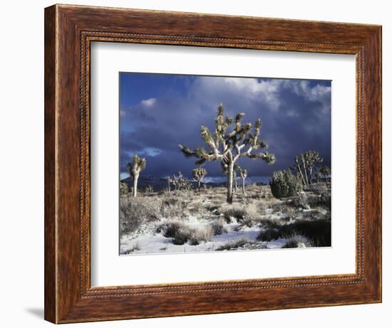 California, Joshua Tree National Park, Mojave Desert, Snow Covered Joshua Tree-Christopher Talbot Frank-Framed Photographic Print