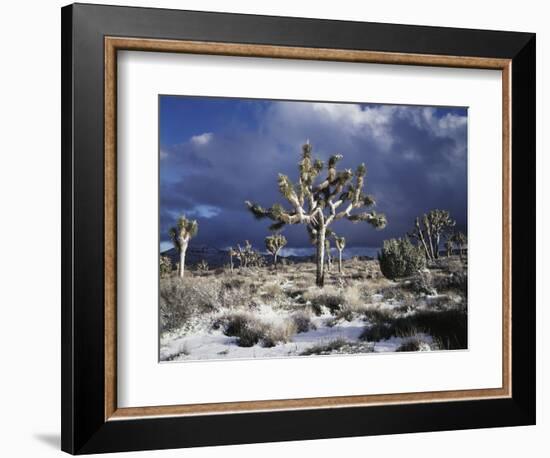 California, Joshua Tree National Park, Mojave Desert, Snow Covered Joshua Tree-Christopher Talbot Frank-Framed Photographic Print