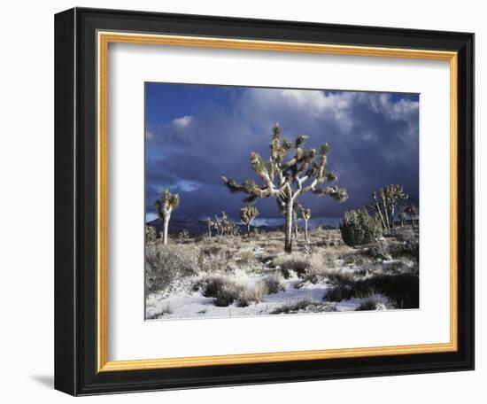 California, Joshua Tree National Park, Mojave Desert, Snow Covered Joshua Tree-Christopher Talbot Frank-Framed Photographic Print