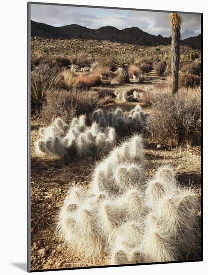 California, Joshua Tree National Park, Prickly Pear Cactus in the Mojave Desert-Christopher Talbot Frank-Mounted Photographic Print
