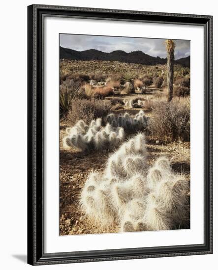 California, Joshua Tree National Park, Prickly Pear Cactus in the Mojave Desert-Christopher Talbot Frank-Framed Photographic Print