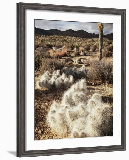 California, Joshua Tree National Park, Prickly Pear Cactus in the Mojave Desert-Christopher Talbot Frank-Framed Photographic Print