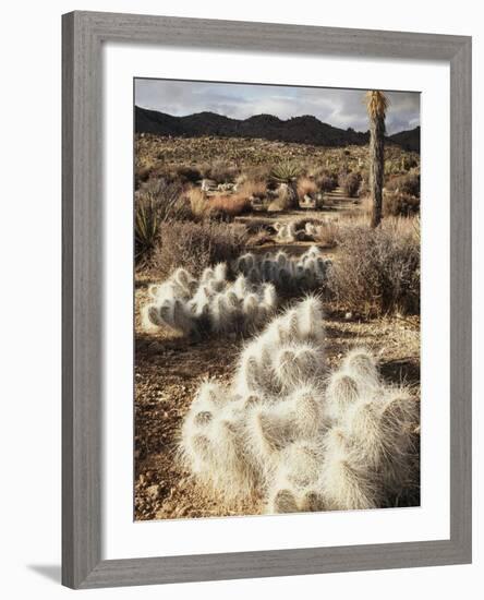 California, Joshua Tree National Park, Prickly Pear Cactus in the Mojave Desert-Christopher Talbot Frank-Framed Photographic Print