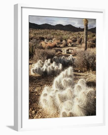 California, Joshua Tree National Park, Prickly Pear Cactus in the Mojave Desert-Christopher Talbot Frank-Framed Photographic Print