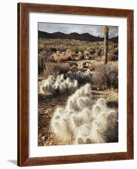 California, Joshua Tree National Park, Prickly Pear Cactus in the Mojave Desert-Christopher Talbot Frank-Framed Photographic Print