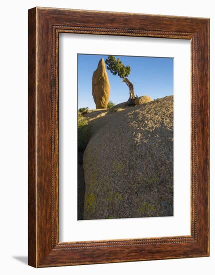 California. Joshua Tree National Park. Rock Formation and Juniper at Sunset-Judith Zimmerman-Framed Photographic Print