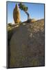 California. Joshua Tree National Park. Rock Formation and Juniper at Sunset-Judith Zimmerman-Mounted Photographic Print