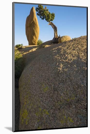 California. Joshua Tree National Park. Rock Formation and Juniper at Sunset-Judith Zimmerman-Mounted Photographic Print