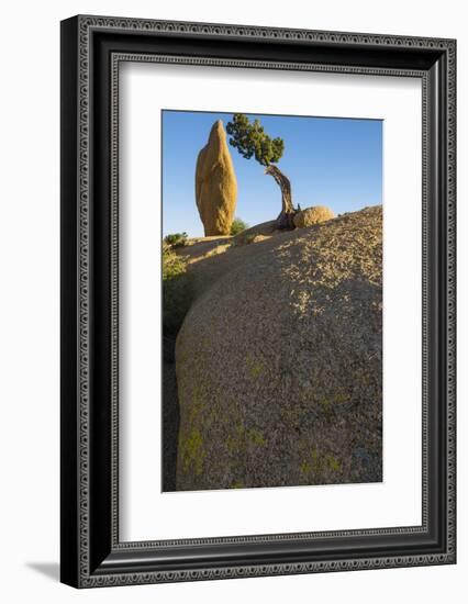 California. Joshua Tree National Park. Rock Formation and Juniper at Sunset-Judith Zimmerman-Framed Photographic Print