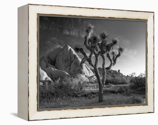 California, Joshua Tree National Park, USA-Alan Copson-Framed Premier Image Canvas