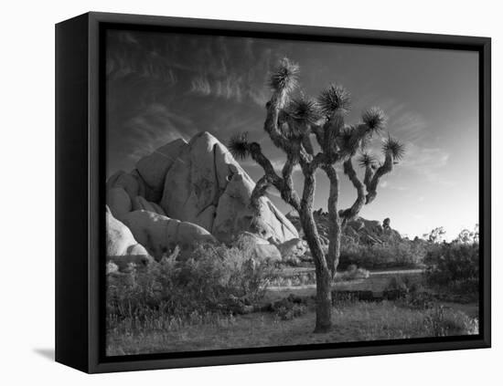 California, Joshua Tree National Park, USA-Alan Copson-Framed Premier Image Canvas