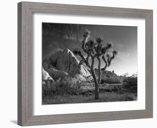 California, Joshua Tree National Park, USA-Alan Copson-Framed Photographic Print