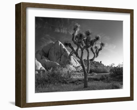 California, Joshua Tree National Park, USA-Alan Copson-Framed Photographic Print