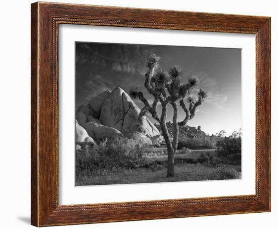 California, Joshua Tree National Park, USA-Alan Copson-Framed Photographic Print