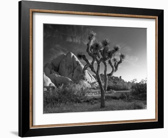 California, Joshua Tree National Park, USA-Alan Copson-Framed Photographic Print