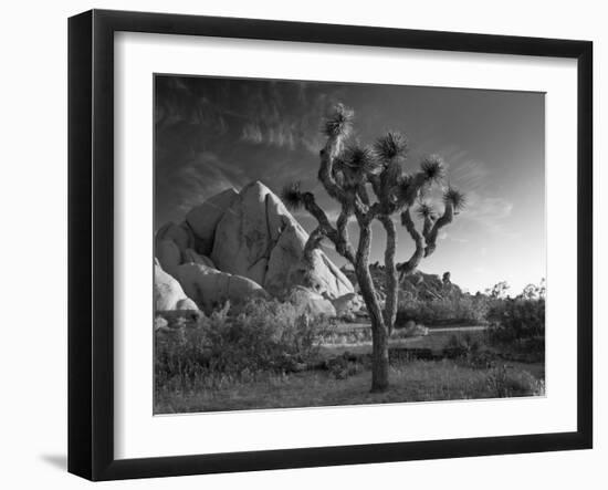 California, Joshua Tree National Park, USA-Alan Copson-Framed Photographic Print