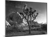 California, Joshua Tree National Park, USA-Alan Copson-Mounted Photographic Print