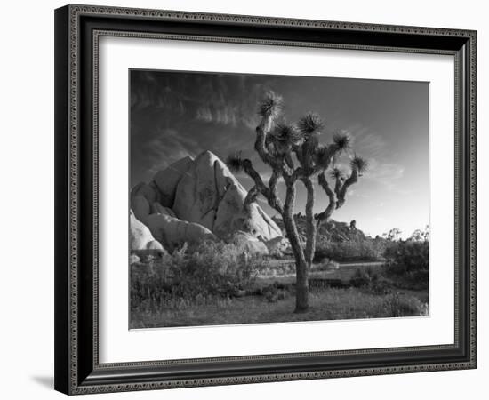 California, Joshua Tree National Park, USA-Alan Copson-Framed Photographic Print