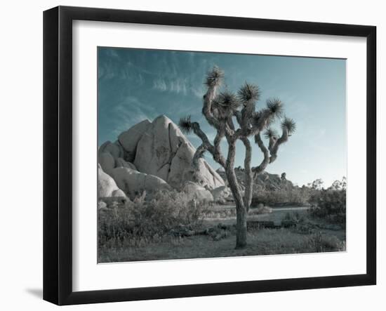 California, Joshua Tree National Park, USA-Alan Copson-Framed Photographic Print