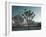 California, Joshua Tree National Park, USA-Alan Copson-Framed Photographic Print